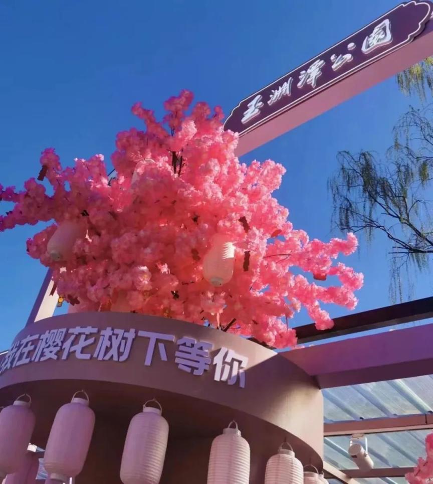 甜蜜樱花恋曲 详情封面